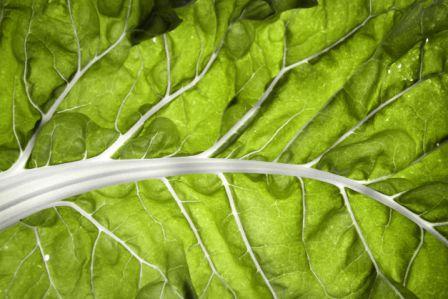 Organic Silverado Chard, Beta vulgaris